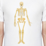 Human skeleton