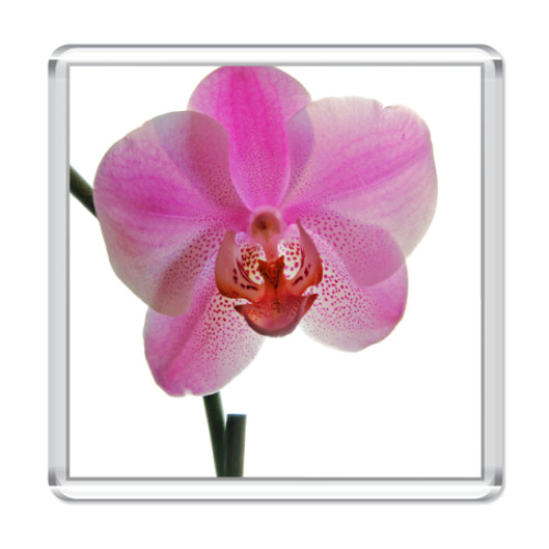 Магнит  Орхидея