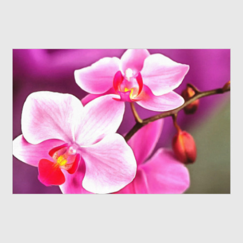 Постер Орхидея