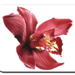 Орхидея бордо