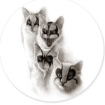 The Kiss kittens