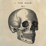 Анатомия черепа и сердца