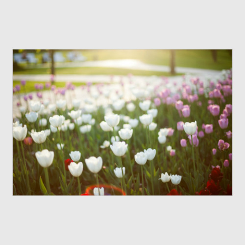 Постер Солнечные тюльпаны