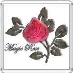  Magic Rose