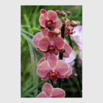 Орхидея сорта Мирах