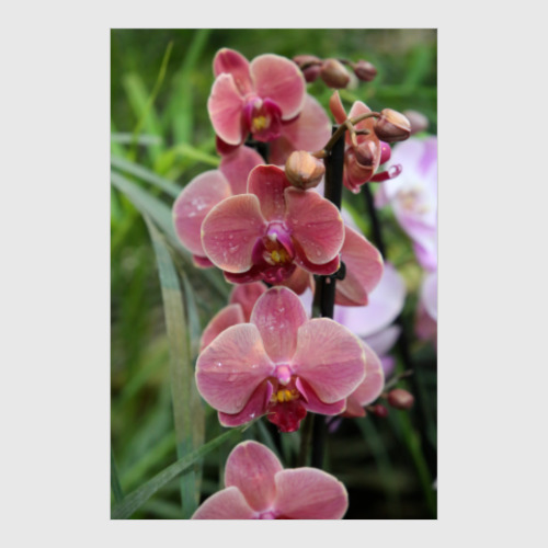 Постер Орхидея сорта Мирах