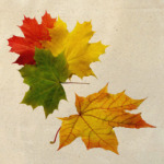  'Осенние Листья'