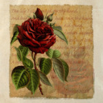 Vintage: Темно-красная роза
