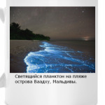 Светящийся планктон на пляже