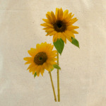  ''Sunflower''