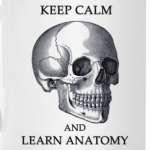 Keep calm and learn anatomy
