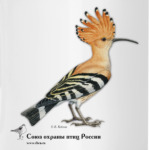 Удод