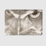 Совы. Совушки. Owl. Owls.