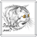 Офигевший кот