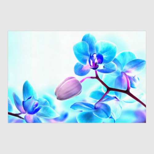 Постер Орхидея