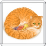 Рыжий котик