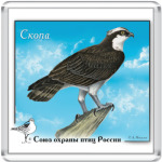 Скопа