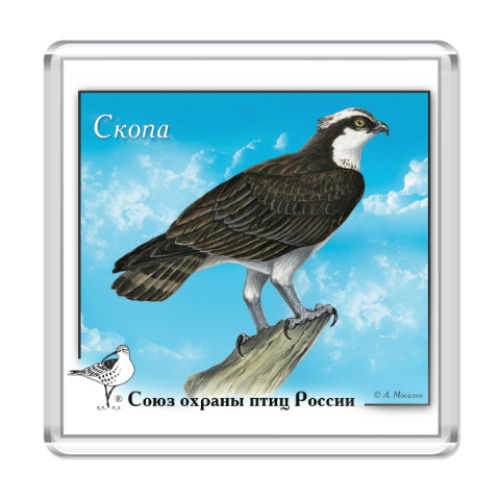 Магнит Скопа