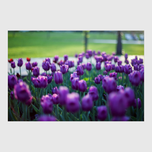 Постер Лиловые тюльпаны