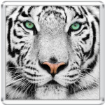 «Tigris»