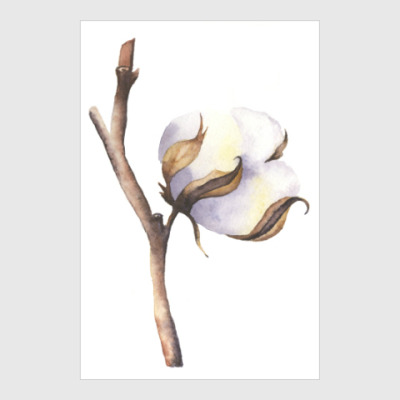 Poster Hlopok Kupit Na Printdirect Ru 7642712 509