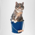 ''Cat in the Bucket''