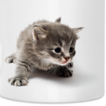 Любопытный котенок