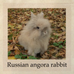 Russian angora rabbit