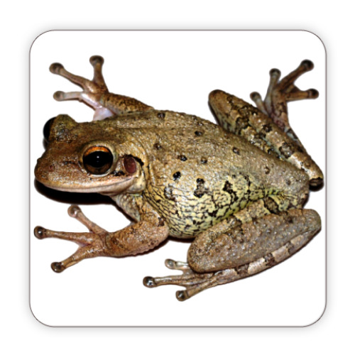 Костер (подставка под кружку) Лягуха