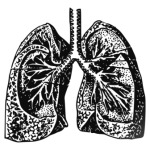  'Anatomy: Lungs'
