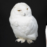 Белая Сова (White Owl)