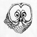Совы. Совушки. Owl. Owls.