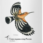 Удод