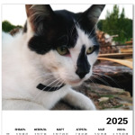 Котик