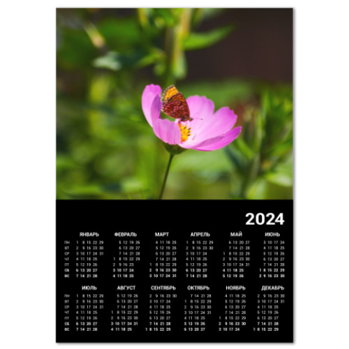 Календарь Садовая ромашка