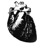  'Anatomy: Heart'